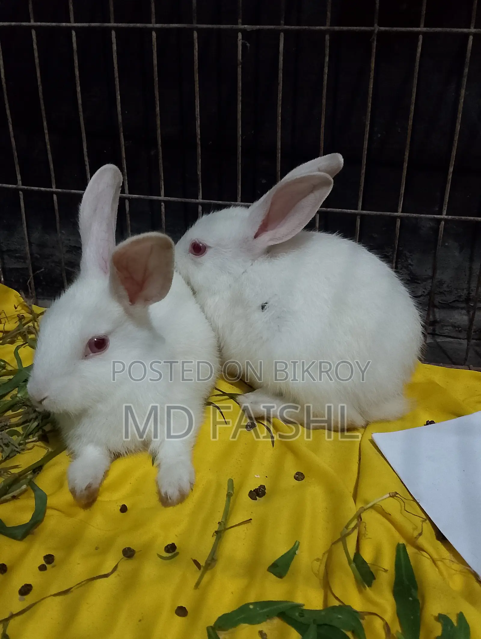 Rabbit Very Good