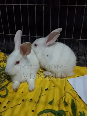 Rabbit Very Good