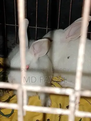 Rabbit Very Good