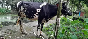 Friesian cow for sale