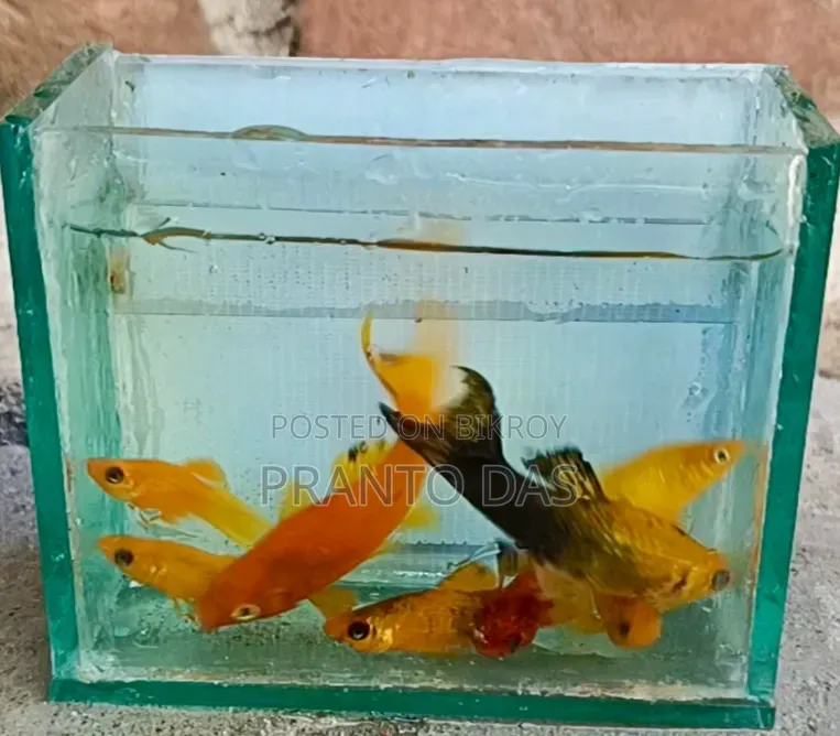 Orange Moontel Moly