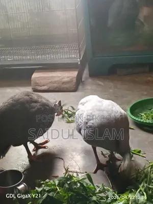 রানিং তিত মুরগী