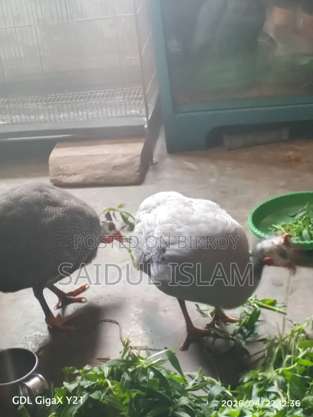রানিং তিত মুরগী