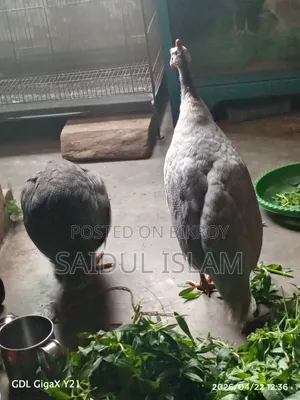 রানিং তিত মুরগী