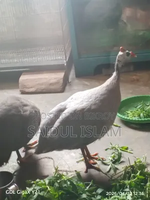 রানিং তিত মুরগী