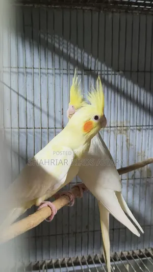 Lutino Cockatiel