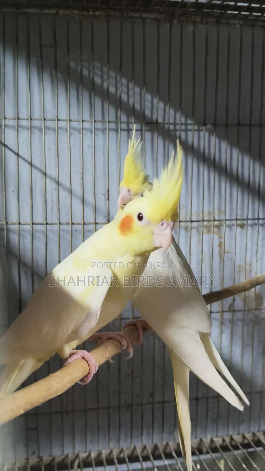 Lutino Cockatiel