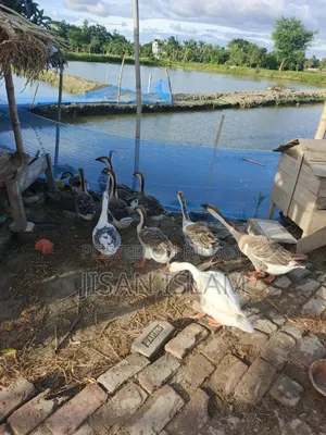 Goose for sale