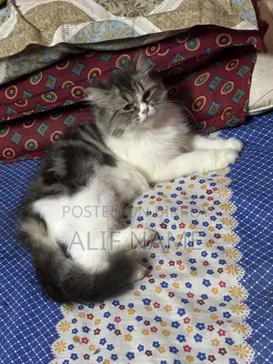 3-6 months Female Purebred Persian