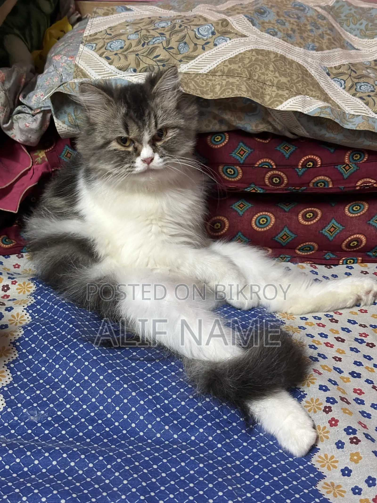 3-6 months Female Purebred Persian