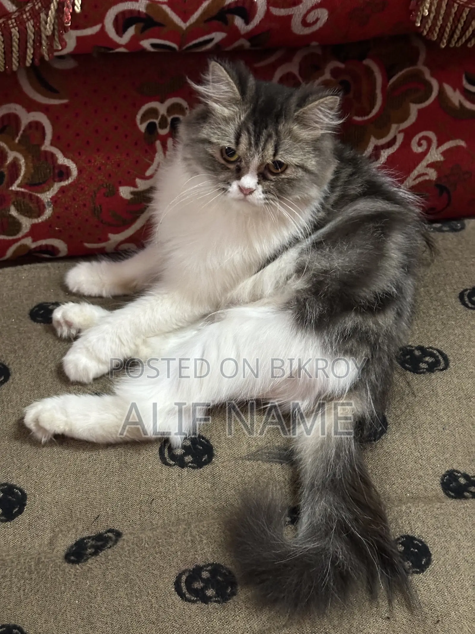3-6 months Female Purebred Persian