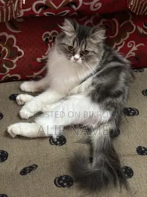 3-6 months Female Purebred Persian