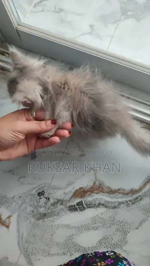 1-3 months Female Purebred Persian