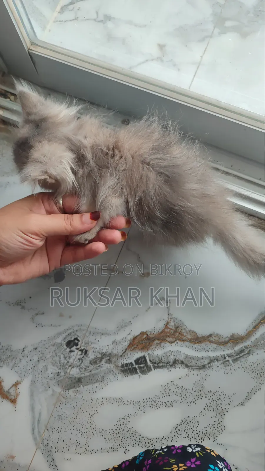 1-3 months Female Purebred Persian