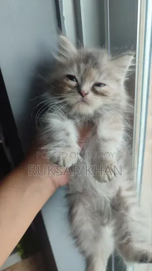 1-3 months Female Purebred Persian