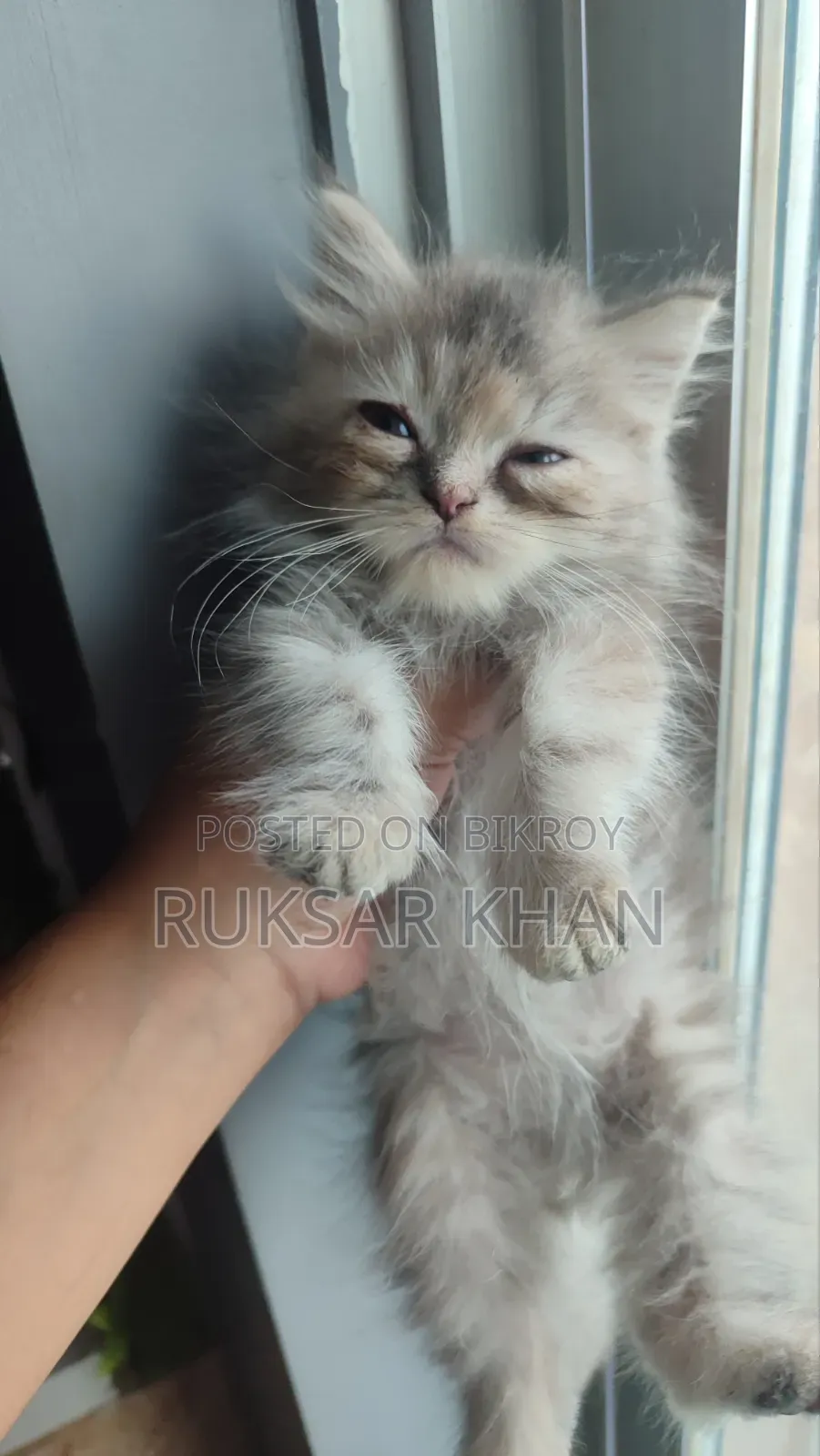 1-3 months Female Purebred Persian