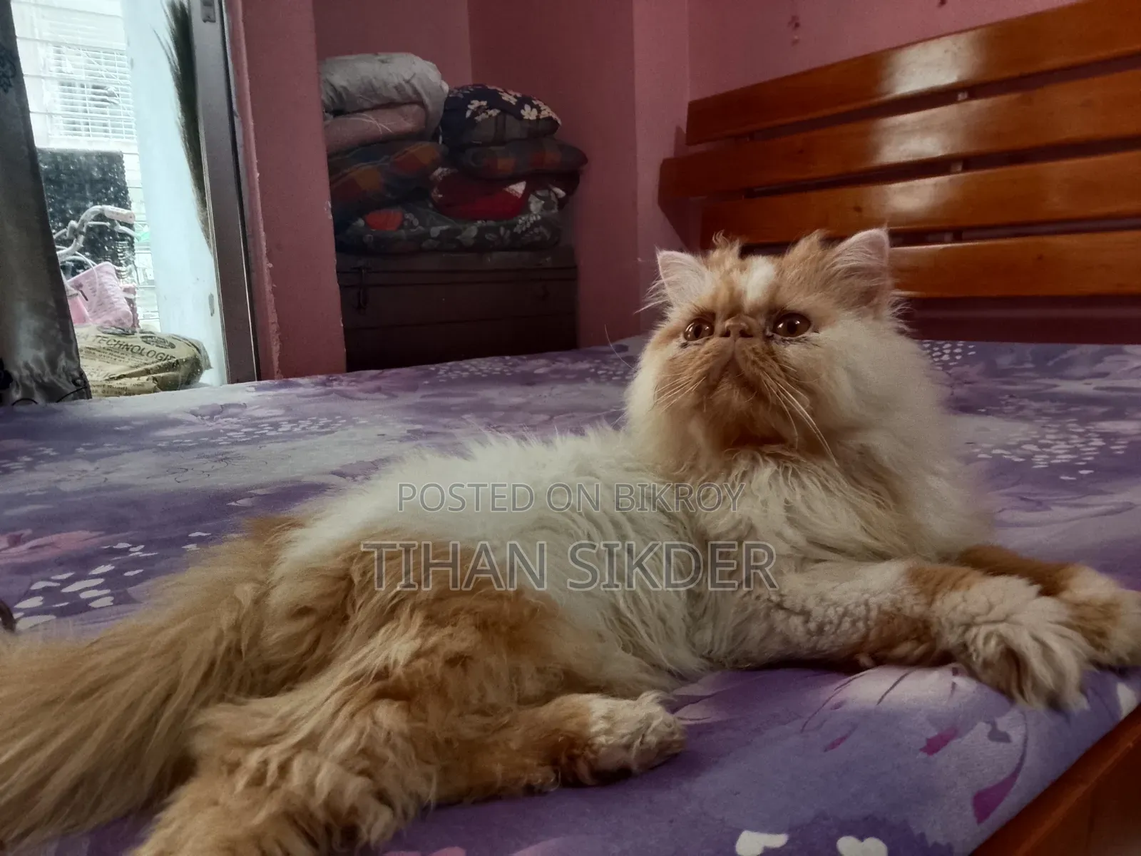 6-12 months Male Purebred Exotic