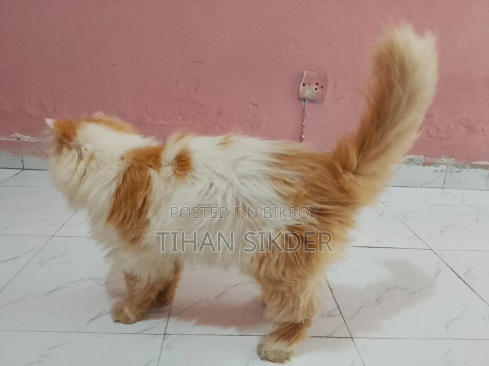 6-12 months Male Purebred Exotic