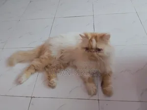 6-12 months Male Purebred Exotic