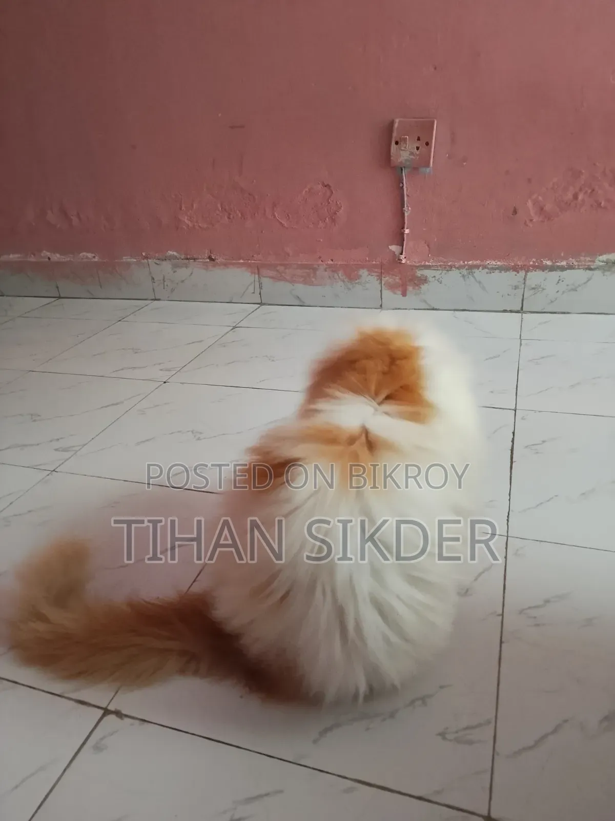 6-12 months Male Purebred Exotic