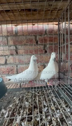 Galal Pigeon from Ustad's House