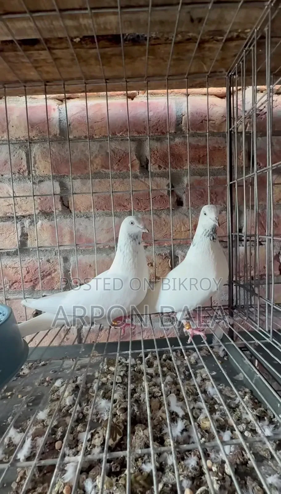 Galal Pigeon from Ustad's House