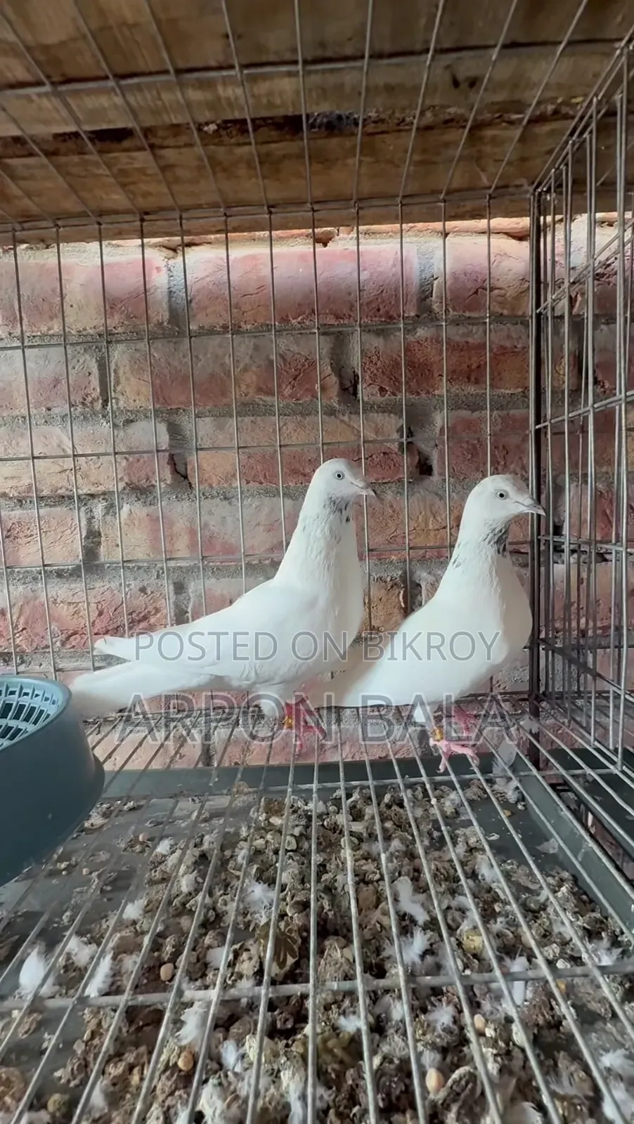 Galal Pigeon from Ustad's House