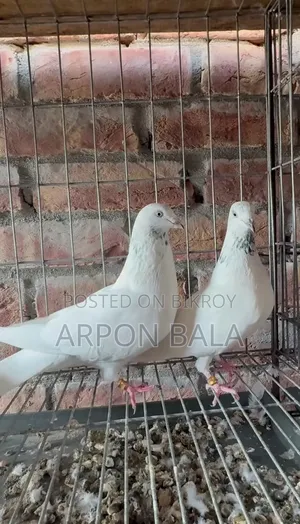 Galal Pigeon from Ustad's House