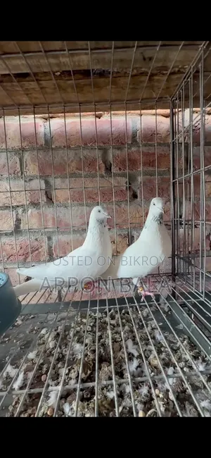 Galal Pigeon from Ustad's House