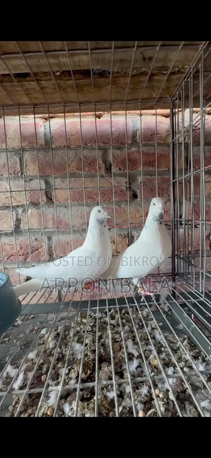 Galal Pigeon from Ustad's House