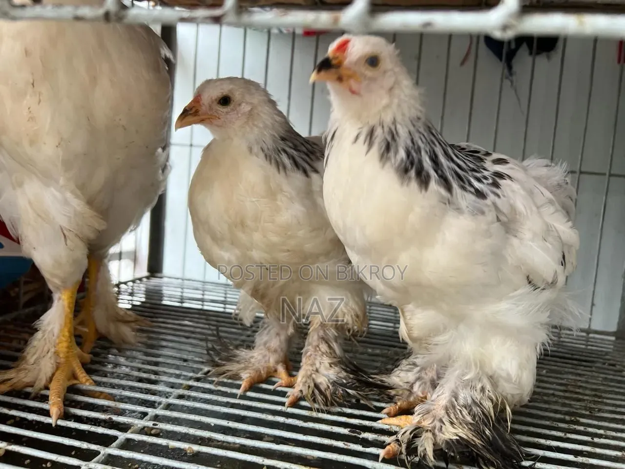 Colombian Brahma Chicks