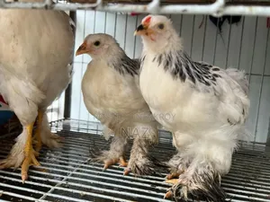 Colombian Brahma Chicks