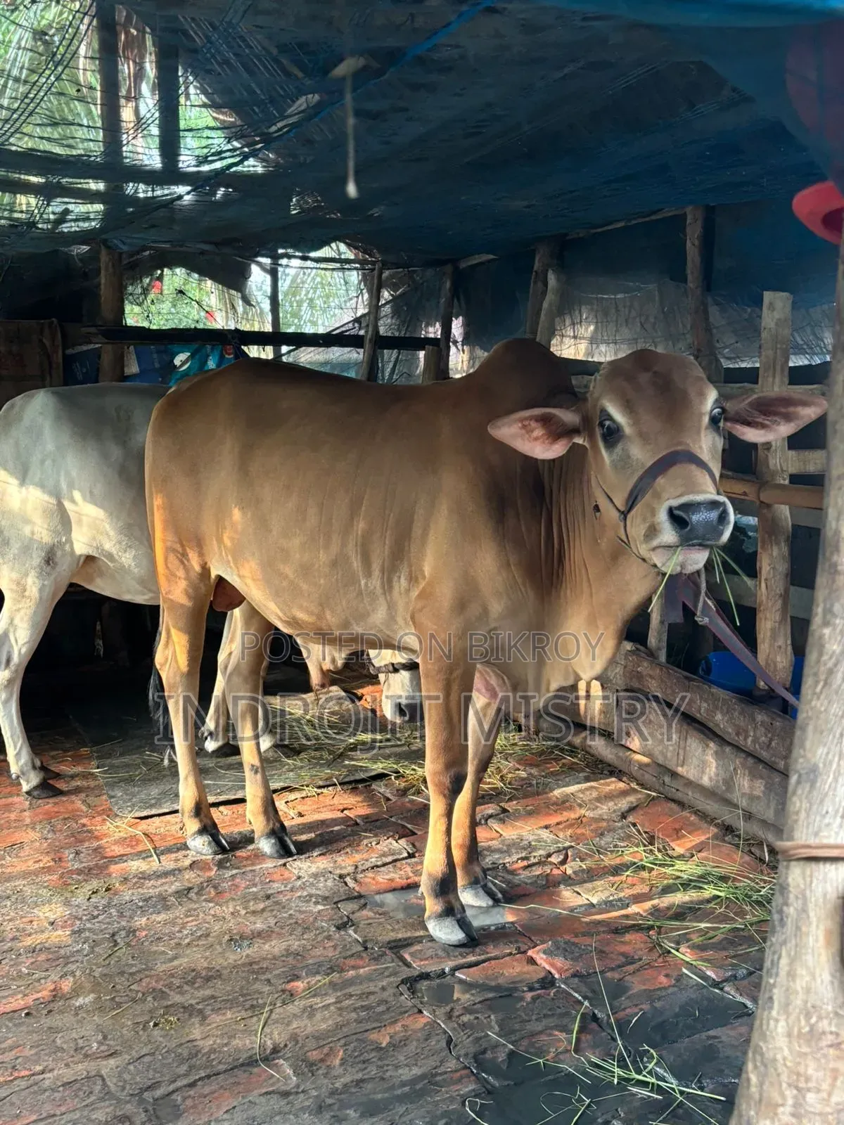 Cross-breed cow for sale
