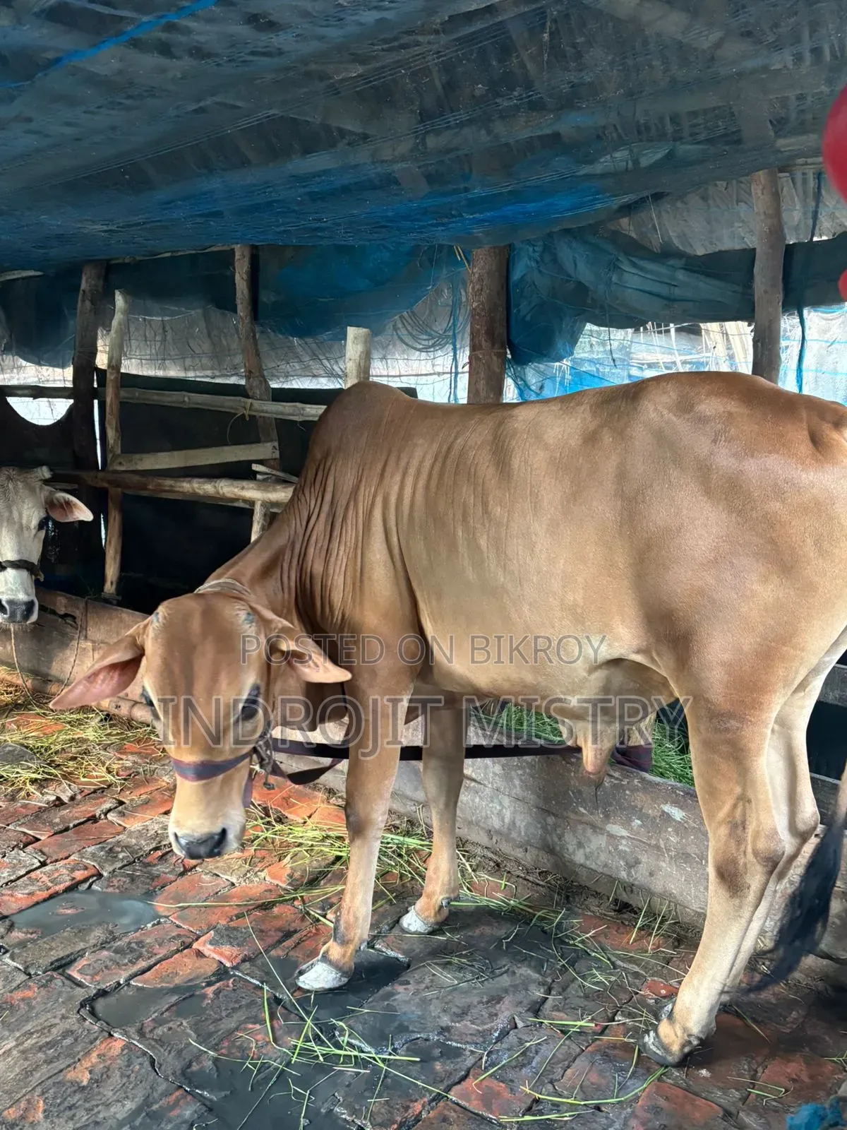 Cross-breed cow for sale
