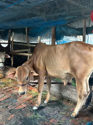 Cross-breed cow for sale