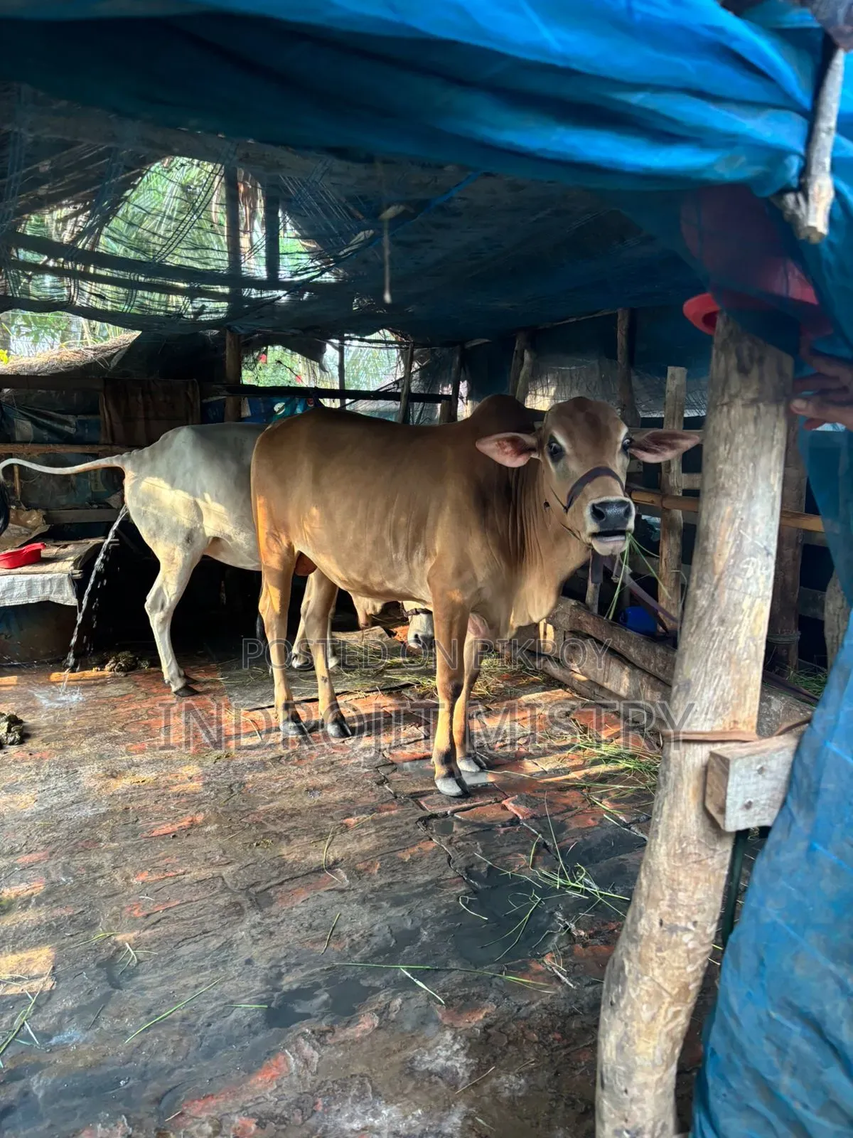 Cross-breed cow for sale