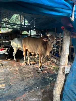 Cross-breed cow for sale