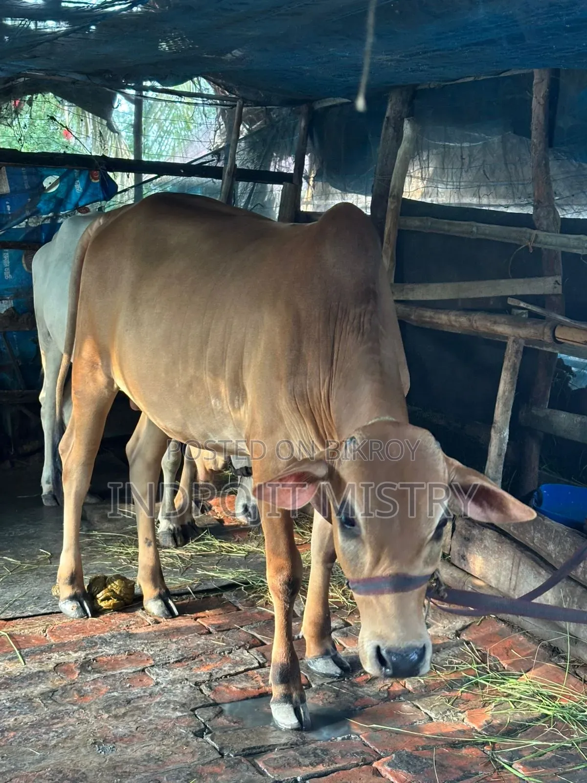 Cross-breed cow for sale
