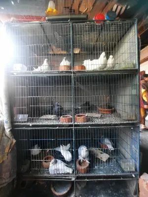 24*24 inch large cage