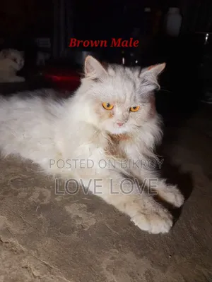 3-6 months Female Purebred Persian