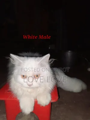 3-6 months Male Purebred Persian
