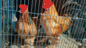 Colombian Buff Brahma for sale
