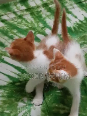 3-6 Months Male Mixed Breed Bengal