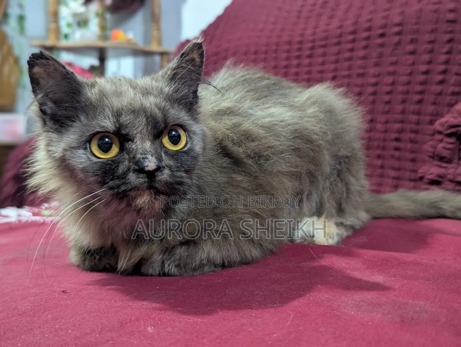 1-3 months Female Purebred Persian