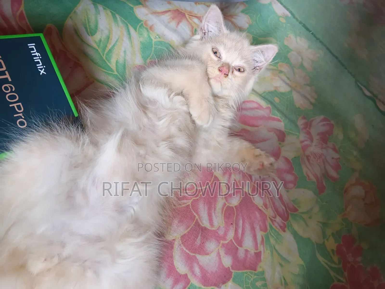 0-1 Month Male Mixed Breed Persian