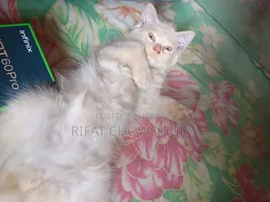 0-1 Month Male Mixed Breed Persian