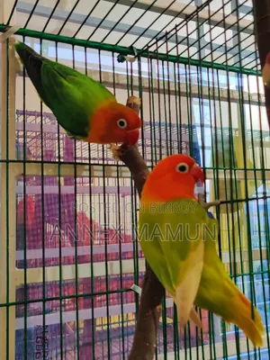 A pair of Green Fischer Lovebirds for sale
