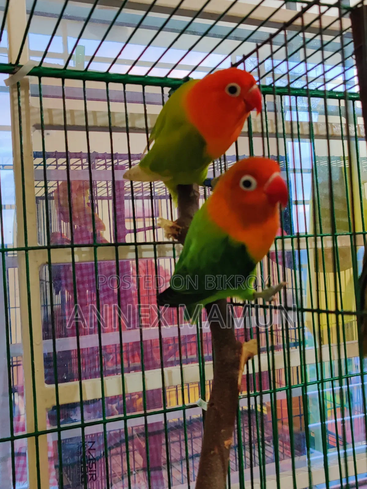 A pair of Green Fischer Lovebirds for sale