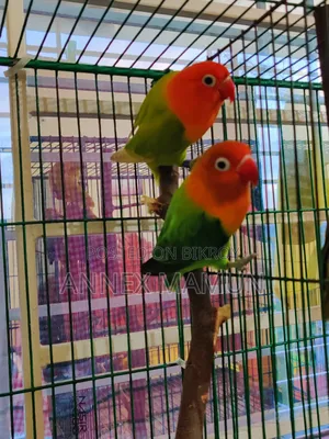A pair of Green Fischer Lovebirds for sale