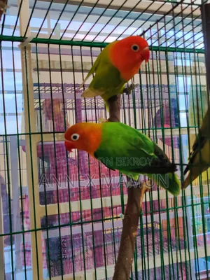 A pair of Green Fischer Lovebirds for sale